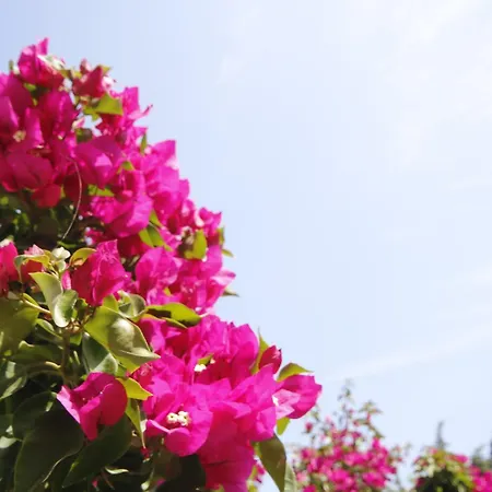 Parva Port Gazde/Camere de închiriat